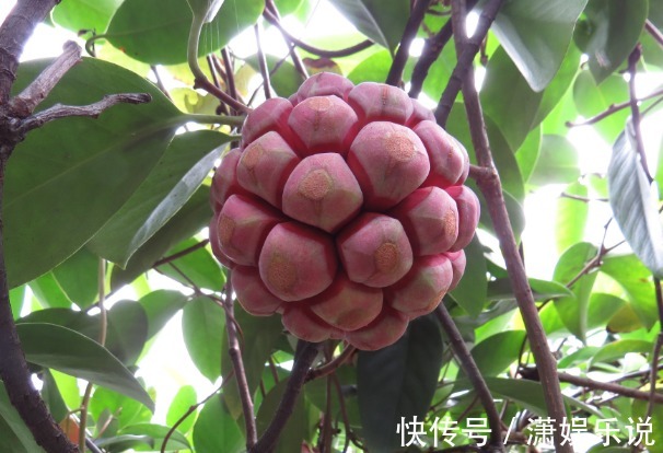 布福娜|女性不想子宫早衰,此果每天吃两个,滋养卵巢,妇科疾病不再扰!