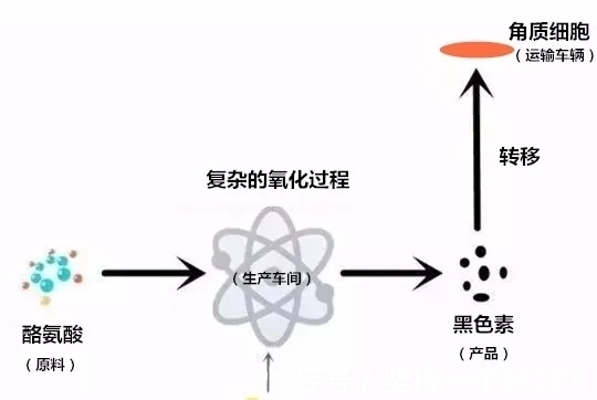 黑色素|用了几吨美白，为什么还是白不了?