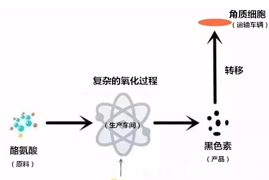 黑色素|用了几吨美白,为什么还是白不了?
