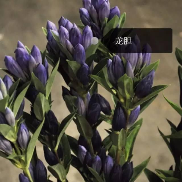 150种常见植物及花卉，你认识几个？