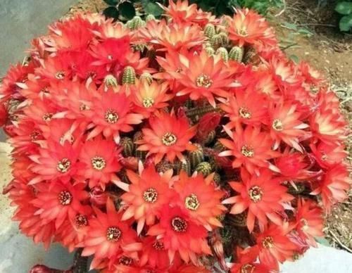 人养花,花也养人,3种花养家里,非常漂亮,净化空气超厉害