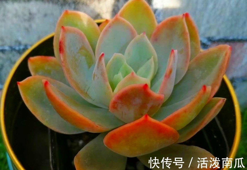 唐印|多肉肥点才好看,所以这些多肉夏天不能轻易断水,缺水会越长越丑