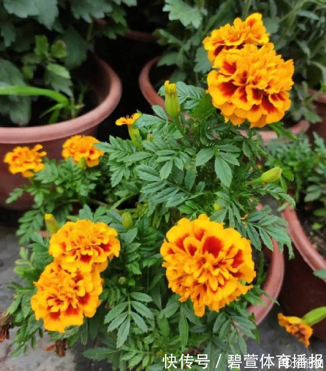 7种花插土里,立马长满院子,蚊虫不敢靠近!