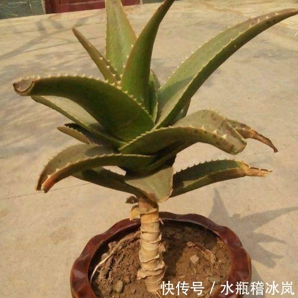 咔咔|芦荟长的太慢?咔咔来一刀,侧芽爆不停!