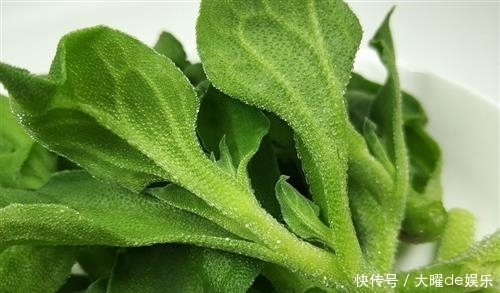 佛手瓜|这三种野菜，含有丰富的氨基酸，能起到健脑益智和活跃思维的作用
