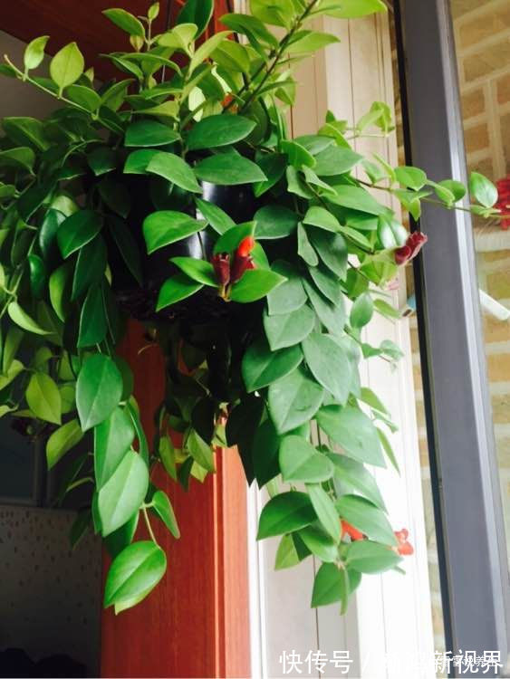 真金|秋天养菊花，就养盆“名贵菊花”，花开“火炼真金”，如鸳鸯戏水