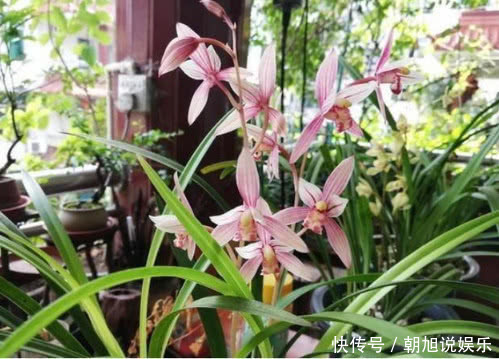 磷酸二氢钾|让“兰花”开爆盆记住几点,新芽冒得快,开花多,跟着学就行了