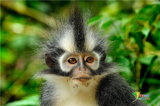 发型|小动物时尚“洗剪吹”造型令人捧腹大笑