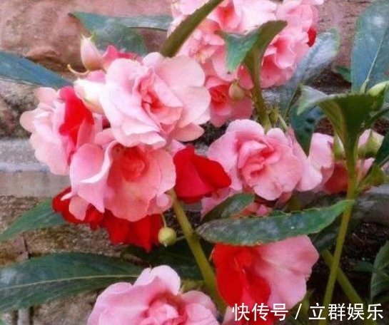 玫瑰花|1种花,人称“草本玫瑰”,比玫瑰美,比月季好养,芳香飘满屋