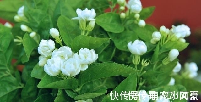 茉莉花|花市上的茉莉“满头花苞”,花香浓,原来是“这样”养出来的