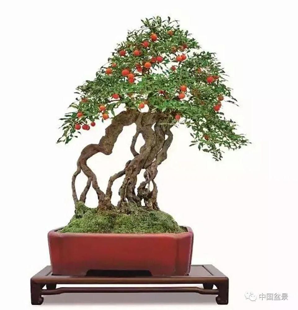 盆景,到底玩什么?