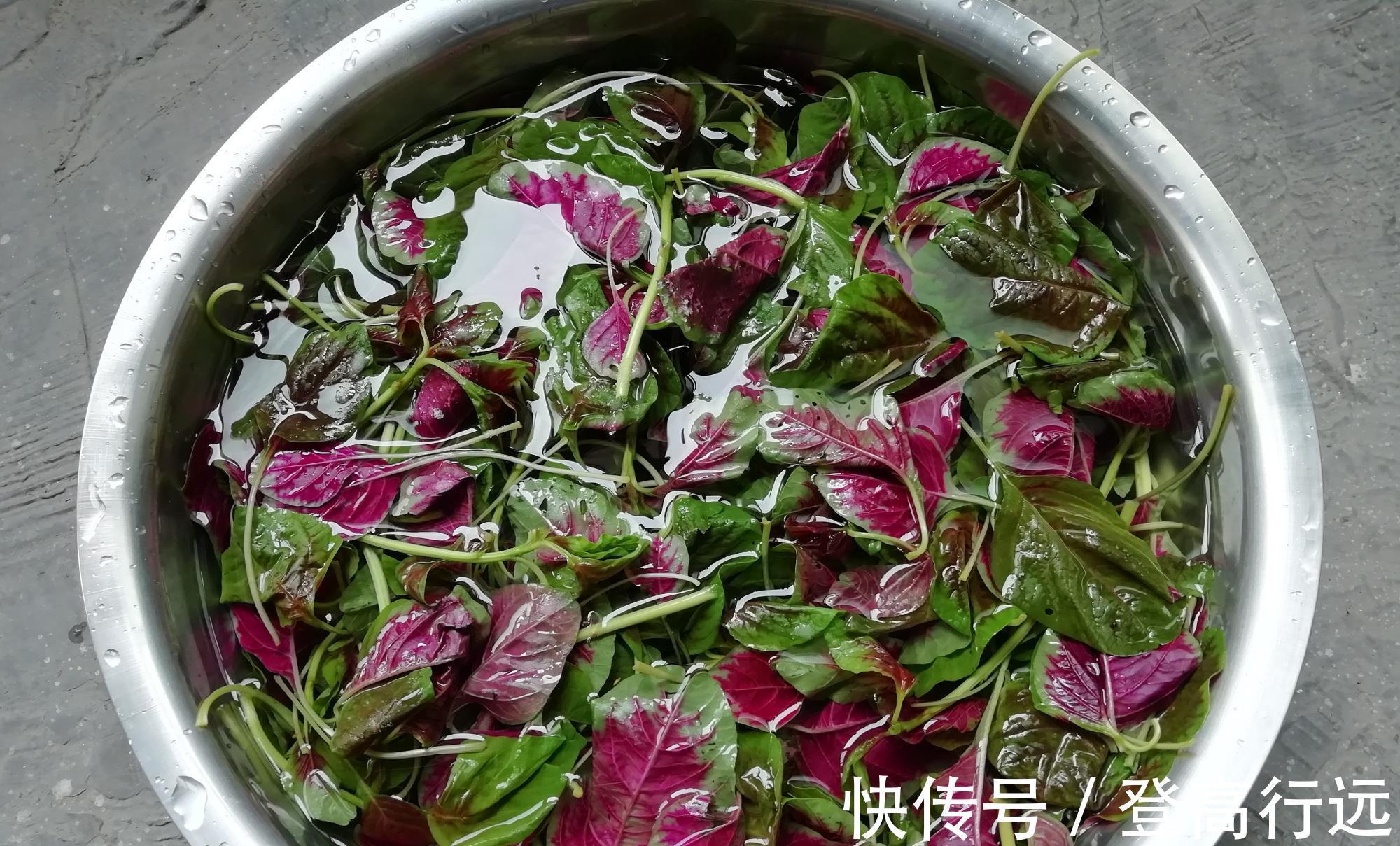 六月苋|7月,这菜金不换,我家每年囤20斤,放冰箱冻起来,特省事!