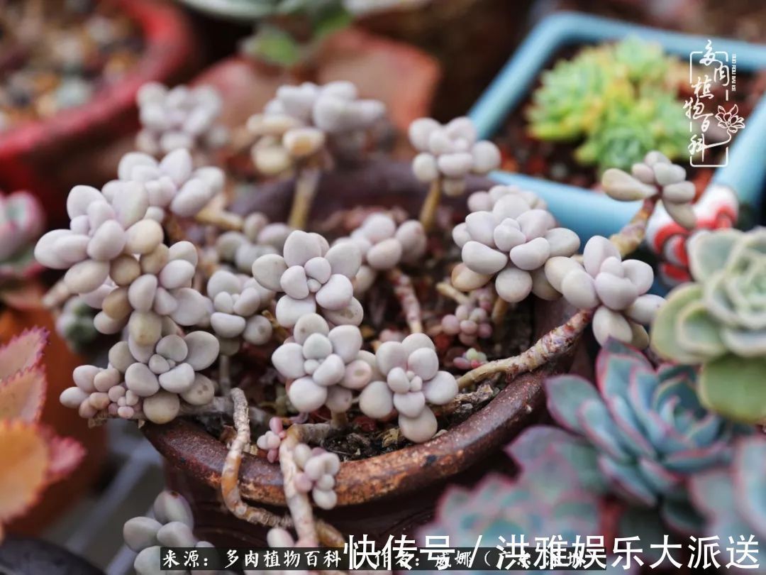 橙梦露|笼子里露养的多肉，越养越美！有多肉的日子伴着小确幸！