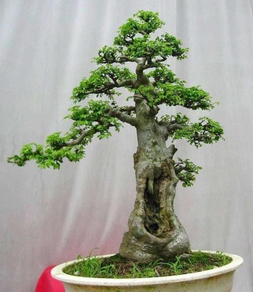 榆树小苗怎么养,才能做成盆景?