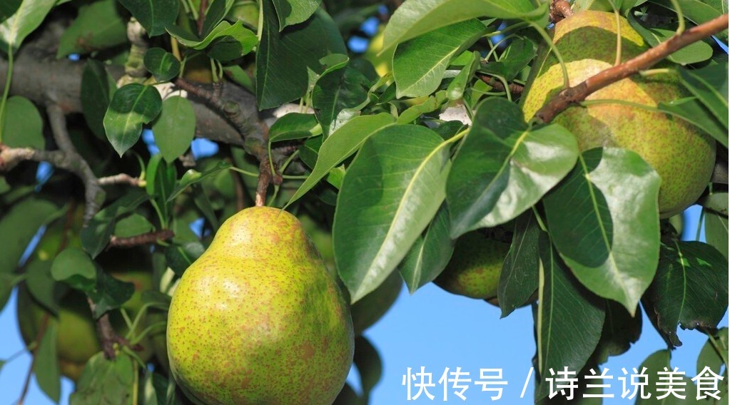 水果|几种时令水果可要多吃,保养好身体平稳过秋冬