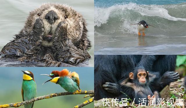 |动物搞笑照片的背后,是狮子的生存逻辑,和雄狮对流言蜚语的辩白