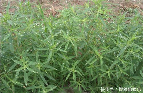 清热|七月,这个野菜随处可见,清热去暑降血压,不懂的人把它当草