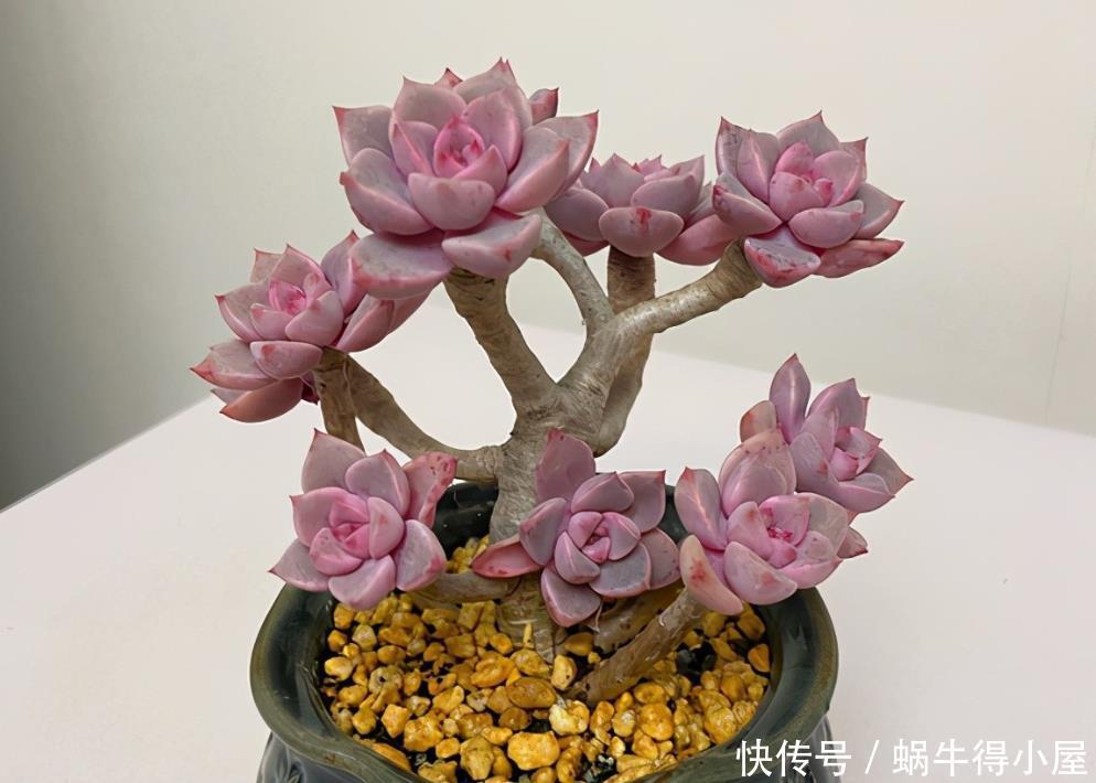 尽管红粉佳人是普货多肉品种,但是出状态之后,一点都不比贵货差