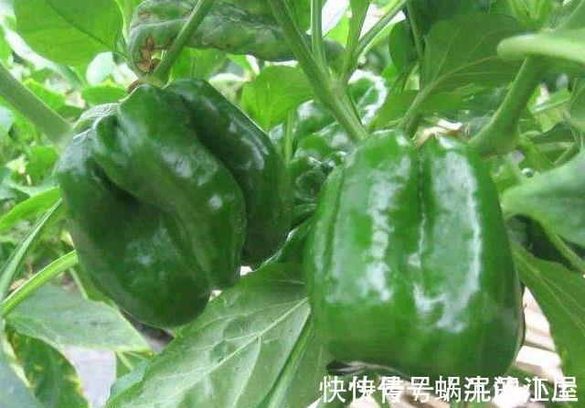 花菜|青椒配此菜一起炒,老年人常吃,软化血管有奇效,快告诉家里人