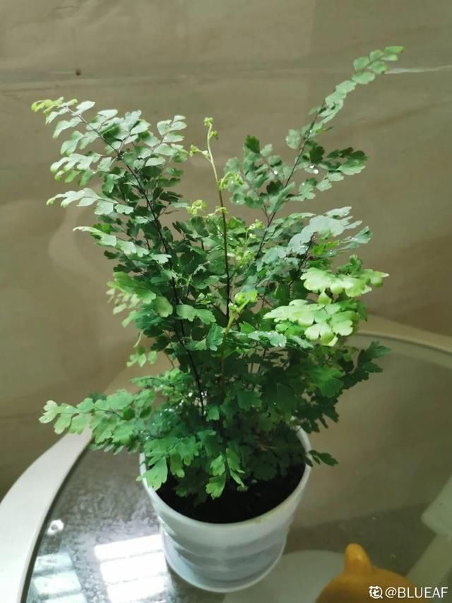 夏天养花，这个地方千万别摆，否则3天死翘翘