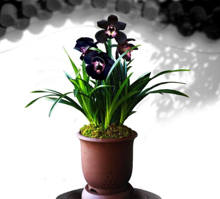  花型|兰花新宠“黑雪姬”，花色神秘，花型妖娆，兰香扑鼻，猎奇兰首选