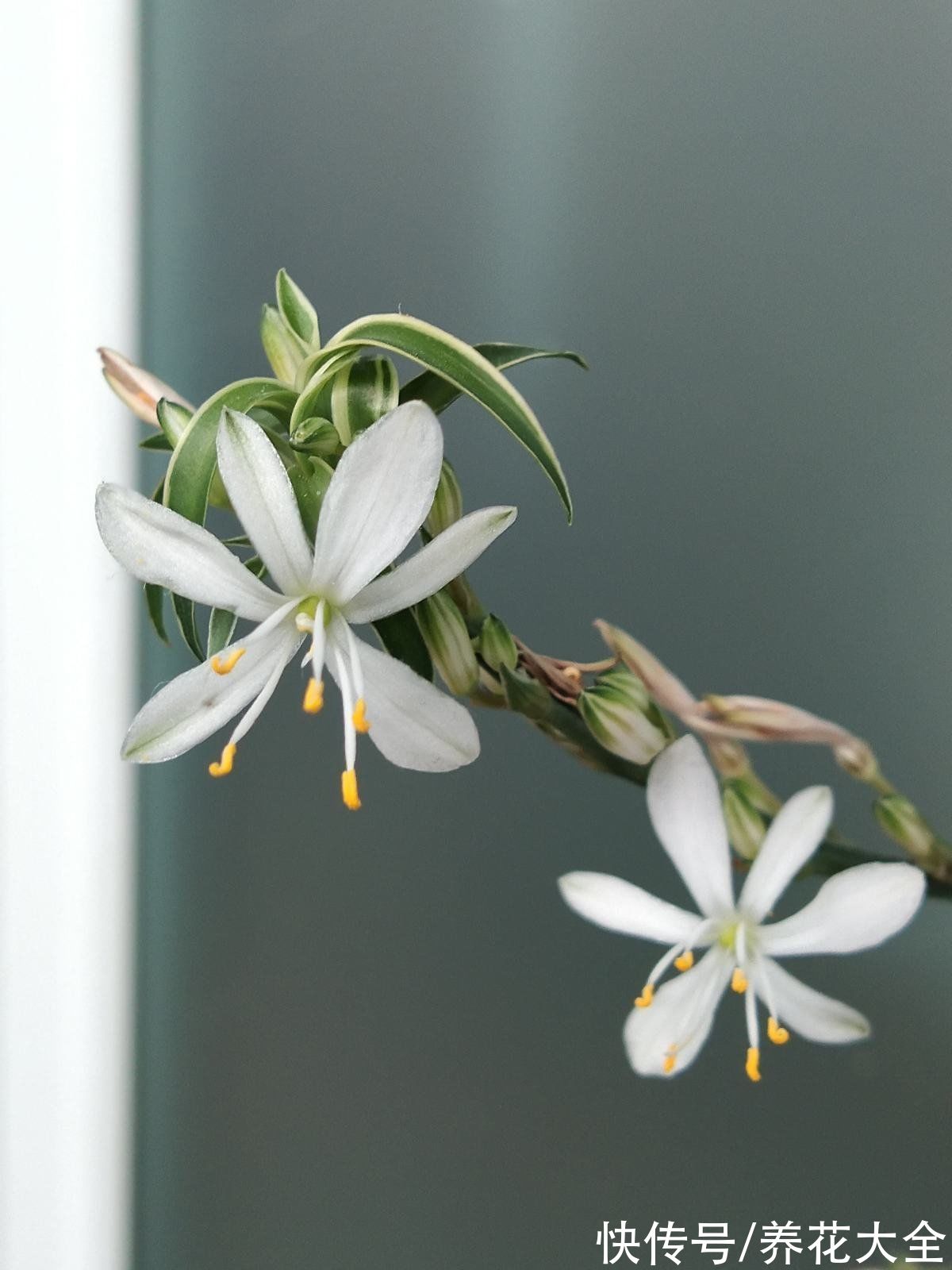 施肥|养兰花，4个误区不能进，千万别被忽悠