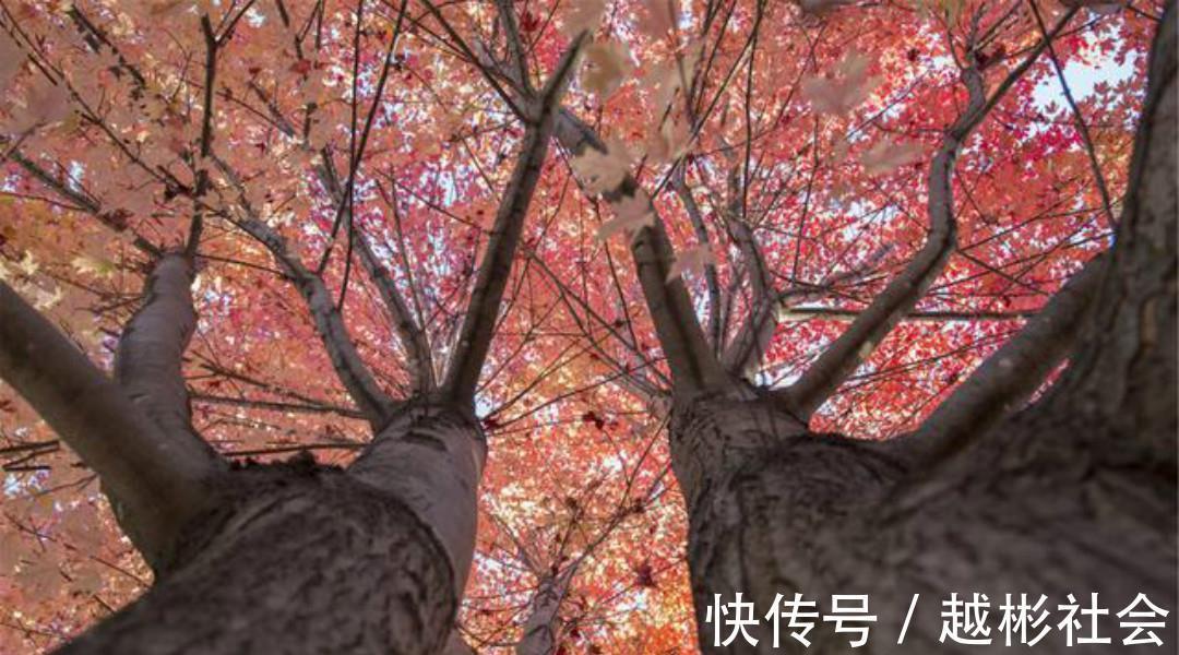 徐玑$宋朝诗人徐玑这首《秋行》,通篇表现手法高超,也是难得的佳作!