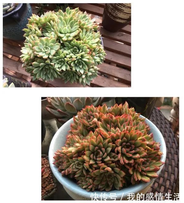 养多肉的路上患得患失,却依然如最初般热爱!