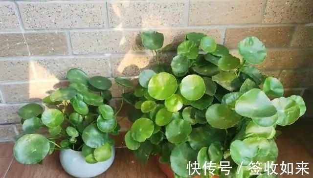 发黄|20种花卉的20个常见问题,养花人必看