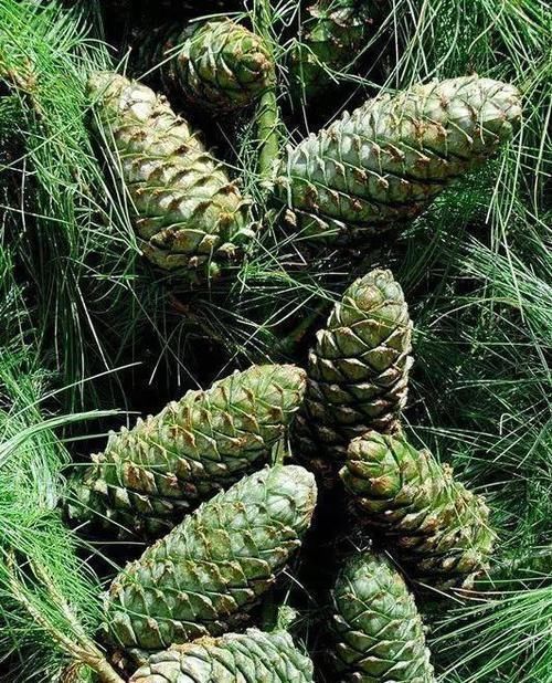松树|老王捡了几个松果,回家种花盆里,隔两天浇次水,一个月长成盆景