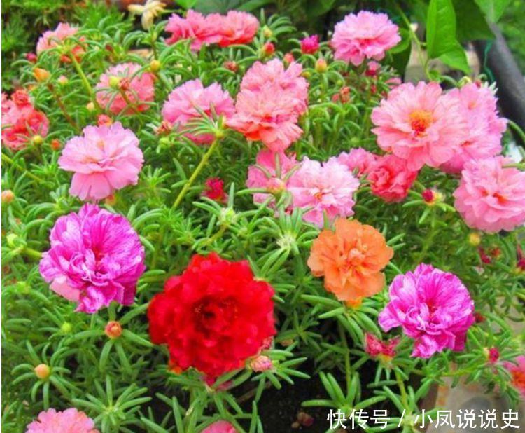 4种花养家里，好养又漂亮，丢盆里猛长，新手也能养爆盆