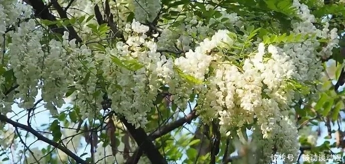 槐花煎饼|郑庄槐花开了！明天10：00为您直播～