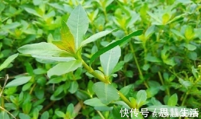 河沟|河沟和小溪边,生长着一种“水花生”,看似不起眼,价值高