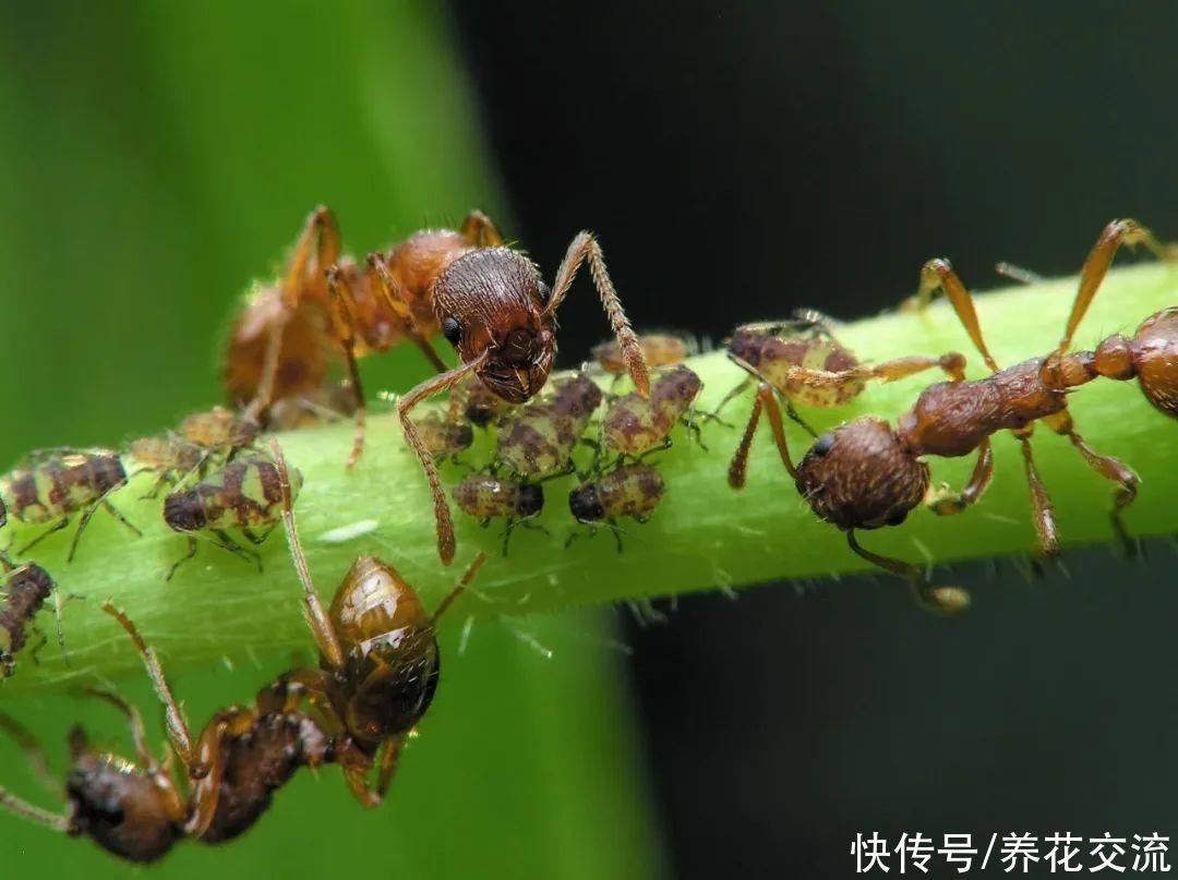 蚂蚁药对植物有影响吗 蚂蚁药对植物有影响吗