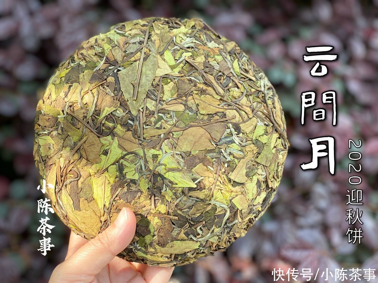 白茶饼容易撬碎，是品质问题吗？看完这2个细节，这锅得自己来背