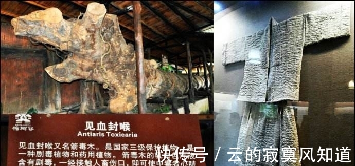 这种树数量稀少,树龄有百年,当地人却冒险这样做