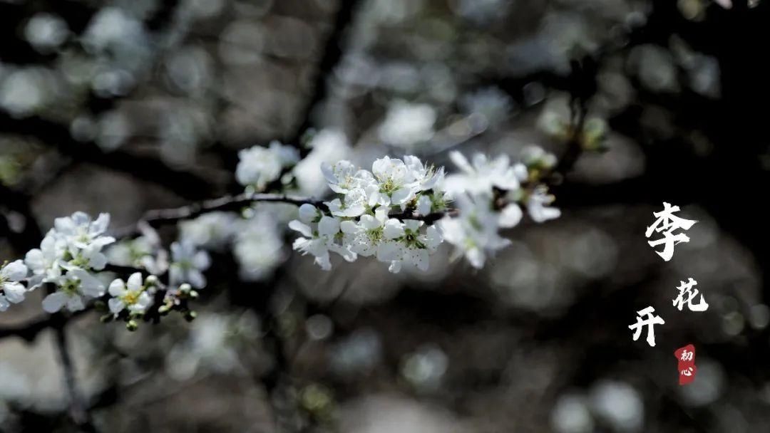 湖北人|春节，韶关人的赏花地图