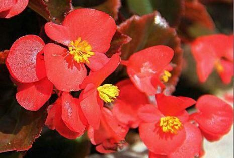 花色|适合家养的4种花,花色绚丽,一年多季开花