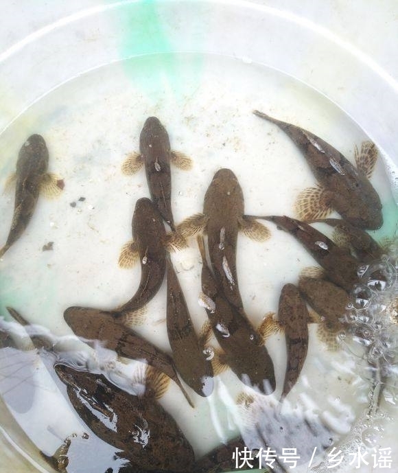 带回|去山里钓鱼,带回一盆野鱼,丑陋但鲜美,数百一斤