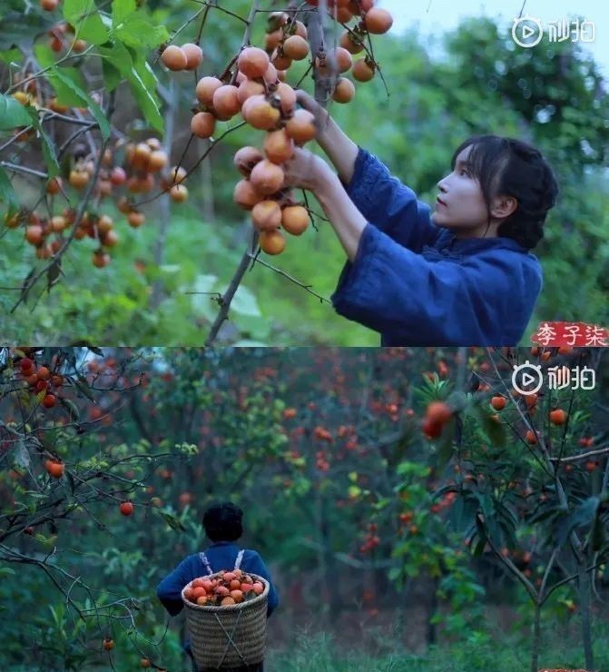 花园|在家种个菜都这么美，还要什么花园？