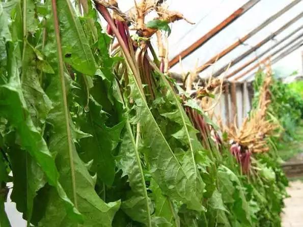 蒲公英|自己“晒干”的蒲公英,能当茶泡水喝吗有什么“禁忌”吗