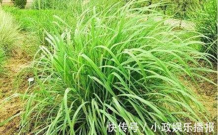 农田|印度人视为“神草”,引入我国成杂草泛滥农田,殊不知价值珍贵