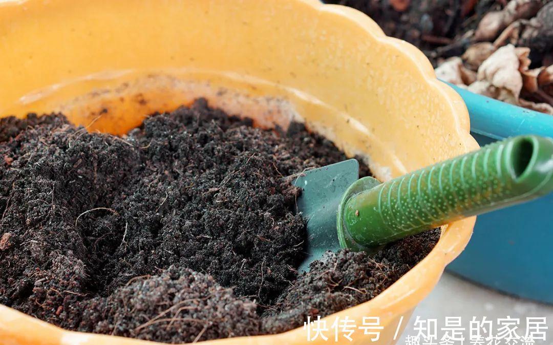 养花要用好土真能事半功倍，自己配的营养土，能让植物快速生长