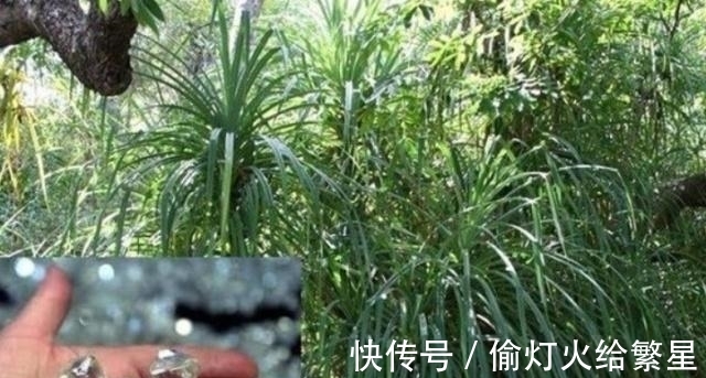 金伯利岩|找到这种植物就能找到钻石?被称为钻石指南针,下次碰见可别放过