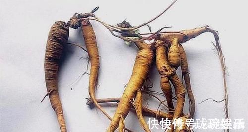 营养物质|根茎酷似人参，人称“吸脓草”，拔脓效果极佳，炖汤喝身体棒