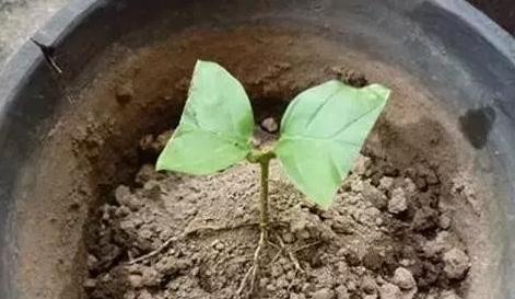 3种花现在扦插还不晚,剪个枝插盆里,生根快成活率高