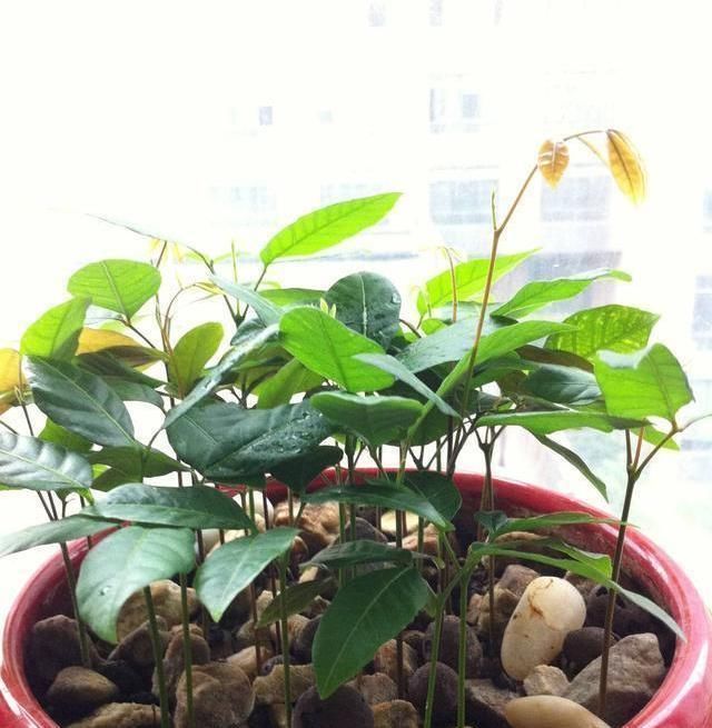 这3种“水果核”别扔,把它扔盆里,10天成盆栽,比花美10倍