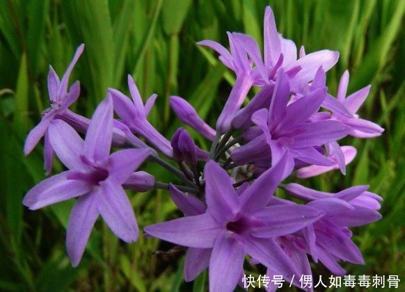 “高端玫瑰”永远的莫斯科,色泽鲜艳,妩媚娇羞,实属养花首选