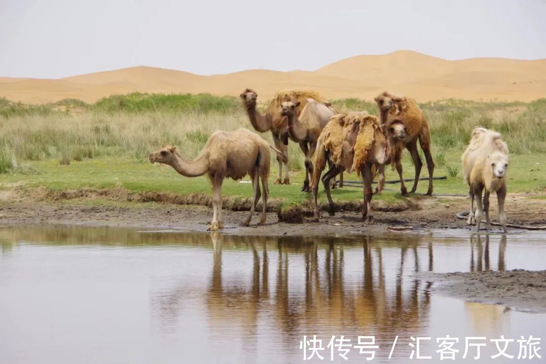 沙漠|除了黄沙漫天,腾格里的沙漠里还能干什么?