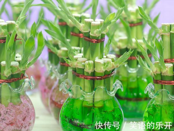 你的盆栽如果用了这些,开花会更好